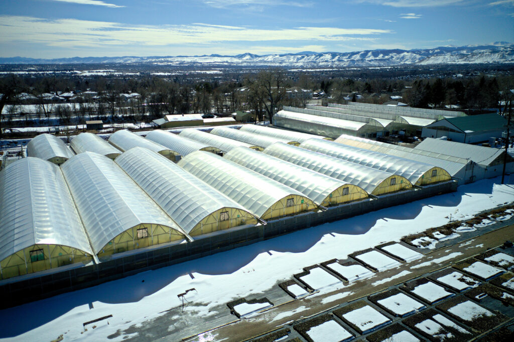 Rocky mountain liners quality breeders more sunshine healthier plants
